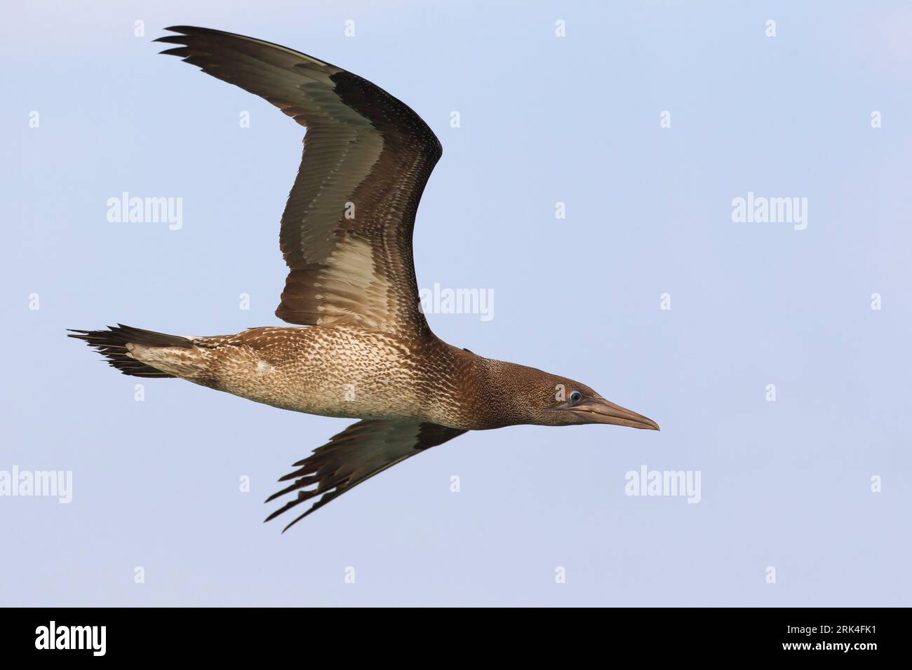 Jan Van Gent Northern Gannet Sula Bassana Morus Bassanus Stock Photo