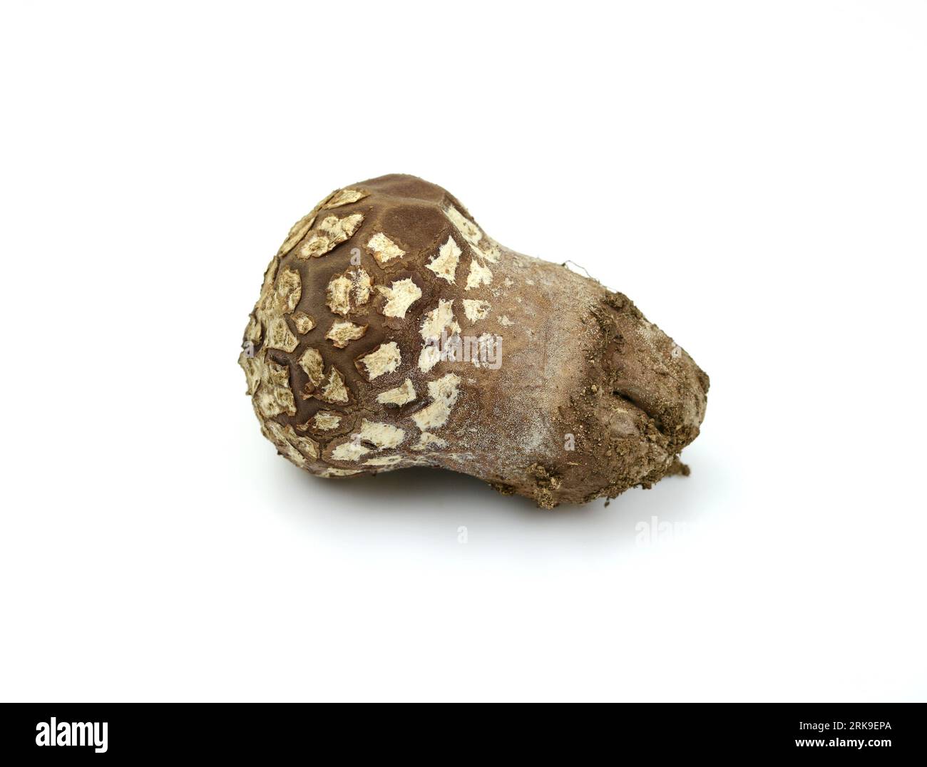 Common Puffball Mushroom Close Up Lycoperdon Perlatum Isolated On