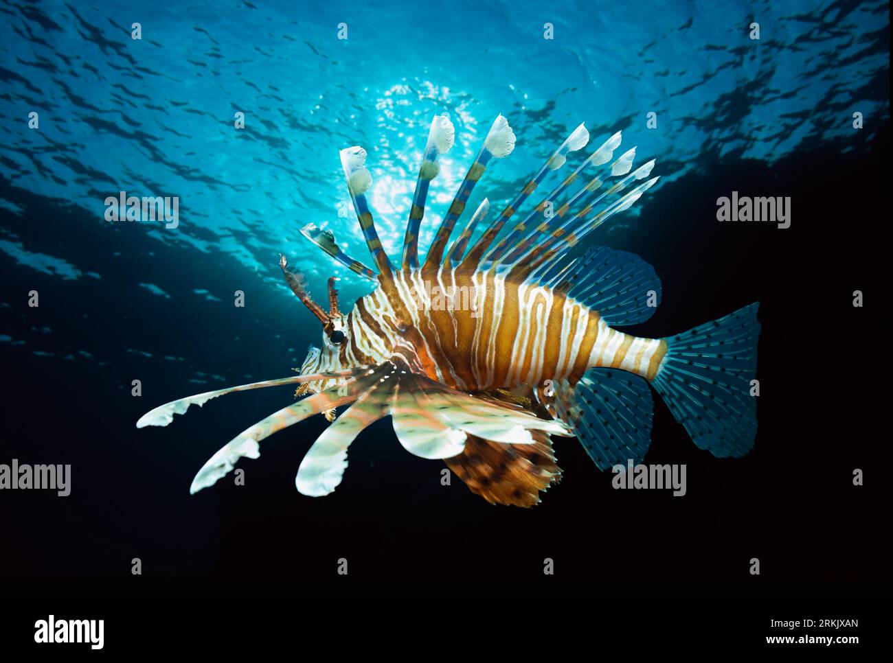 Lionfish Pterois Volitans Egypt Red Sea Stock Photo Alamy