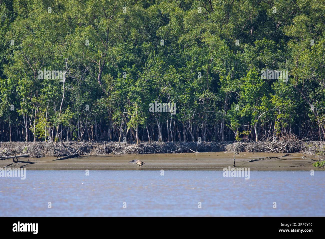 Sundarbans Bangladesh A Saltwater Crocodile Sunbathing At Sundarban