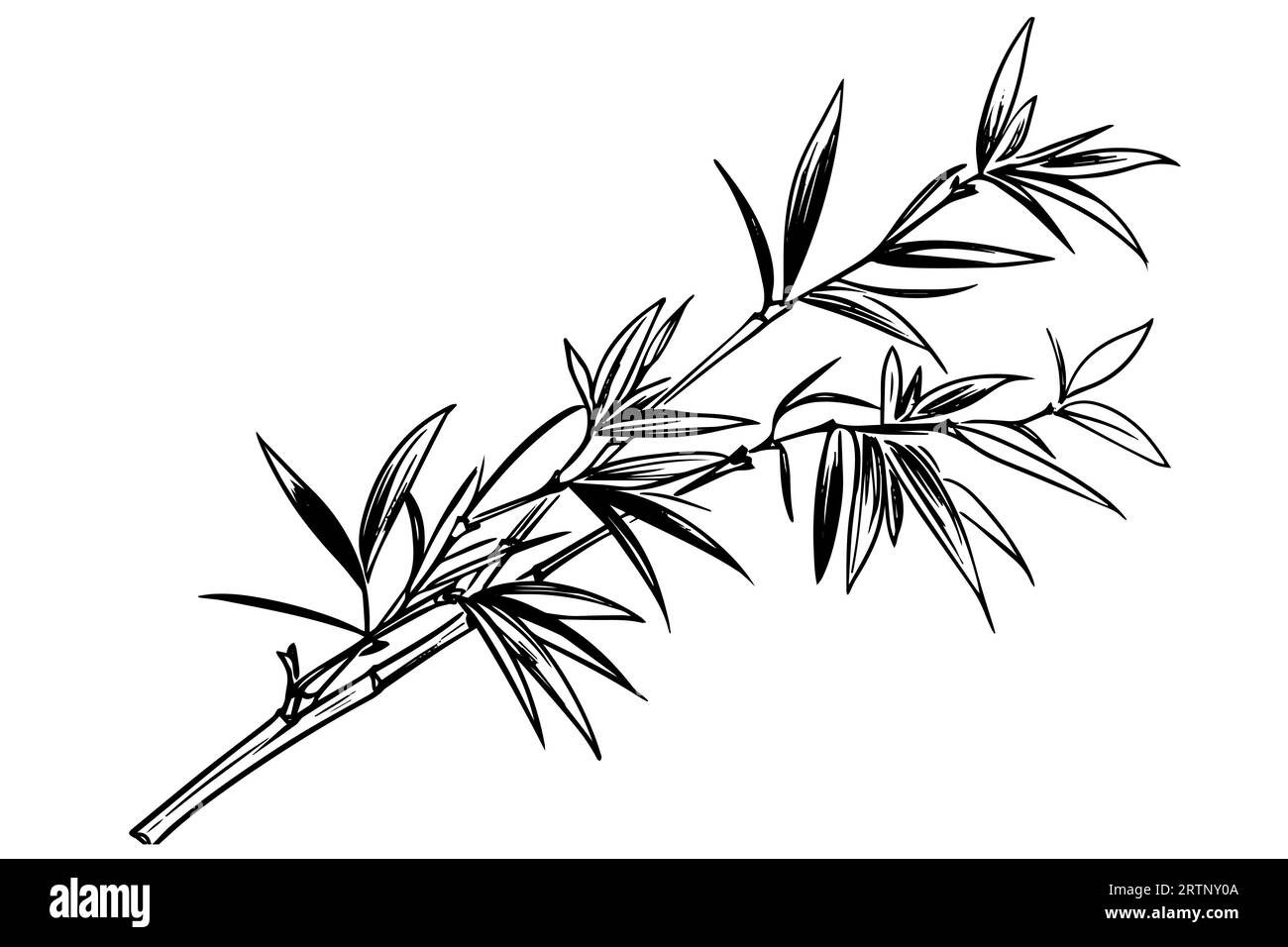 Hand Drawn Ink Sketch Of Bamboo Leaves And Branches Vector