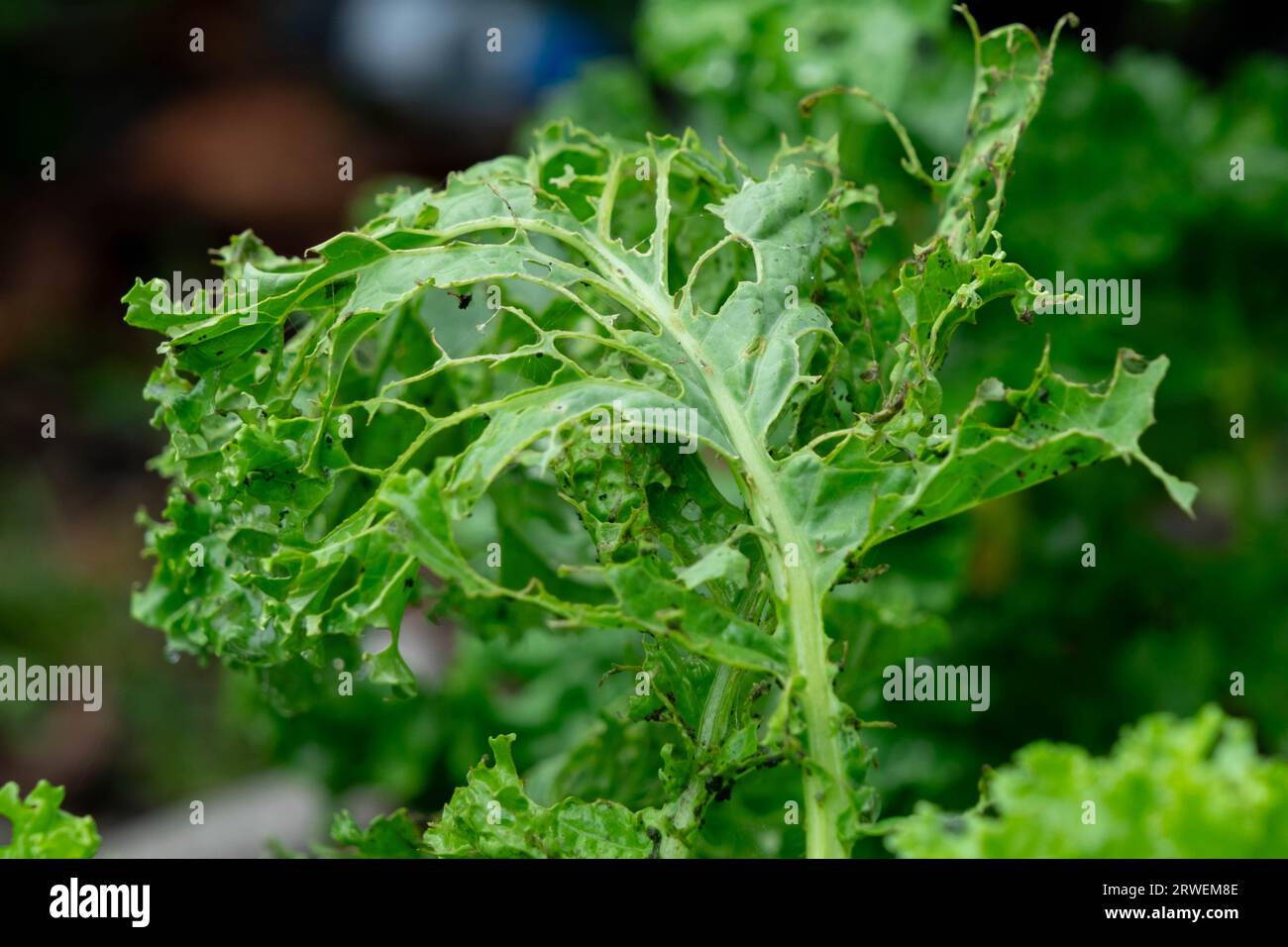 Close Up Of Kale Growing With Holes Caused By Garden Pests Eating The