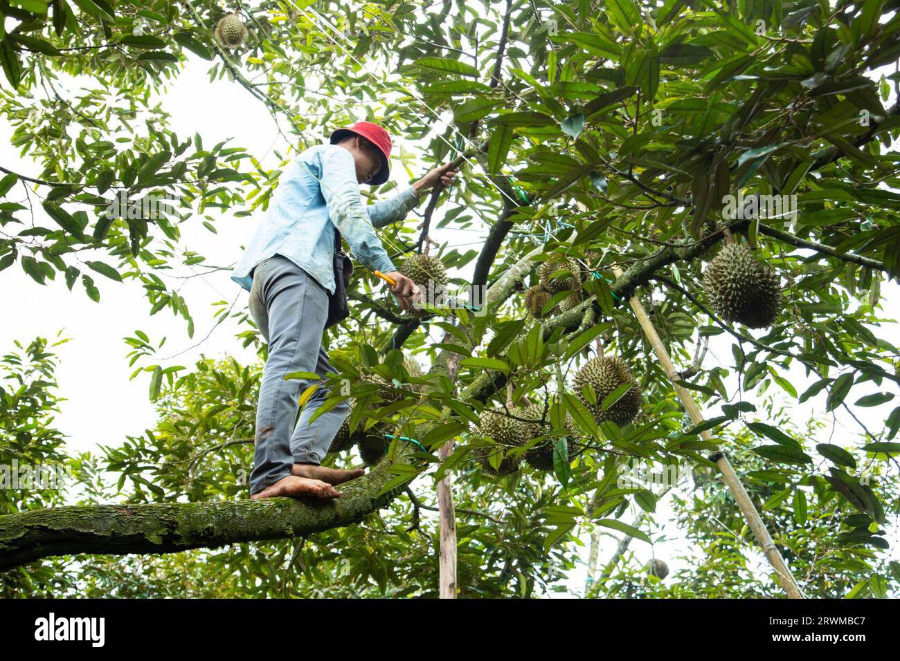 Dak Lak Sept Xinhua A Farmer Harvests