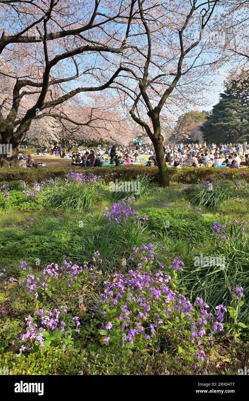 The Cherry Blossom Season In Shinjuku Gyoen Is Extremely Popular With