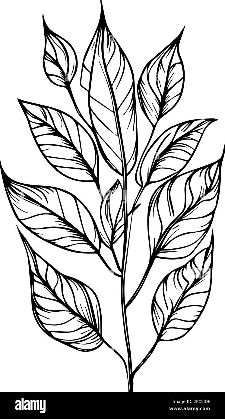 Botanical Svg Printing Template Hand Drawn Botanical Elements