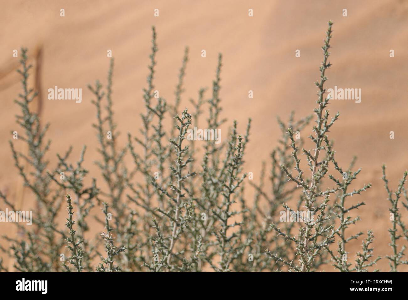 Cornulaca Monacantha Plants Hi Res Stock Photography And Images Alamy