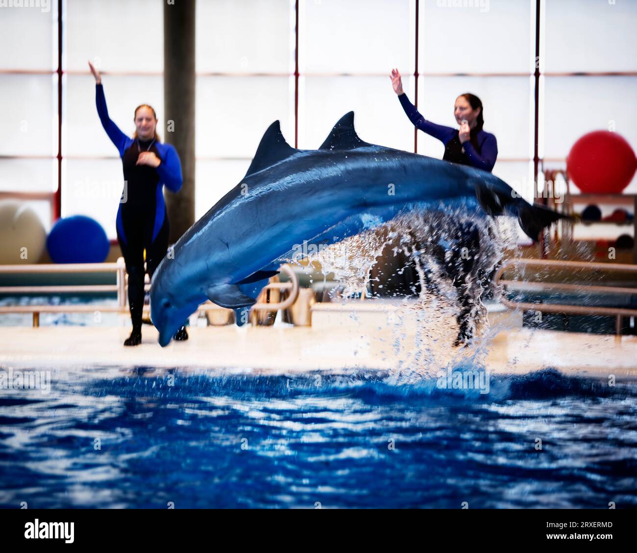 Two Trainers And A Jumping Atlantic Bottlenose Dolphin Tursiops