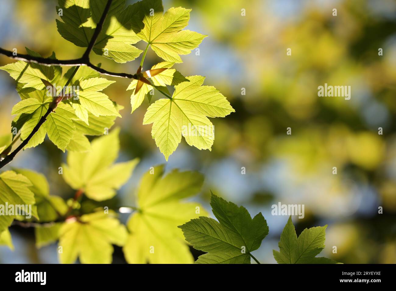 Sycamore Maple Leaves Hi Res Stock Photography And Images Alamy