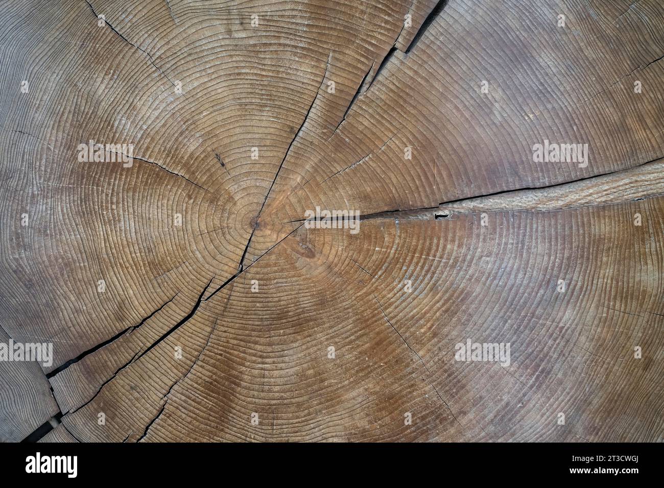 Cross Section Through A Tree Trunk With Annual Rings Tree Slice Blair