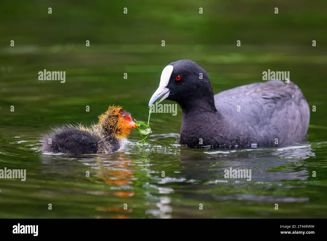 Australian Coot Mother Feeding Chick With Waterseed In Water Auckland