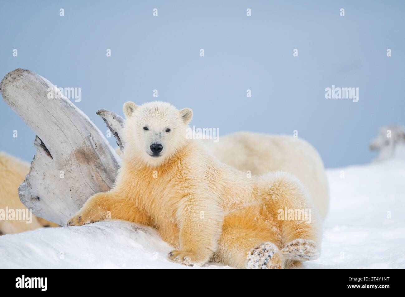 Bowhead Whale Bone Hi Res Stock Photography And Images Alamy