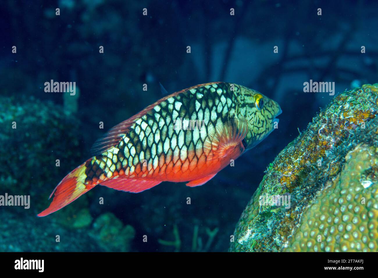 Stoplight Parrotfish On Reef In Bonaire Stock Photo Alamy