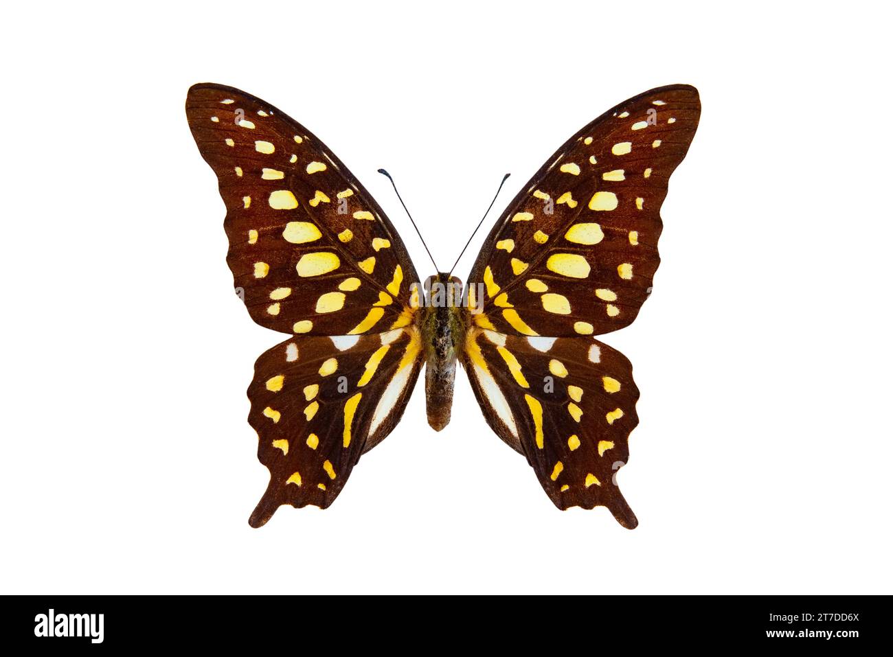 Tailed Jay Butterfly Graphium Agamemnon Isolated On A White