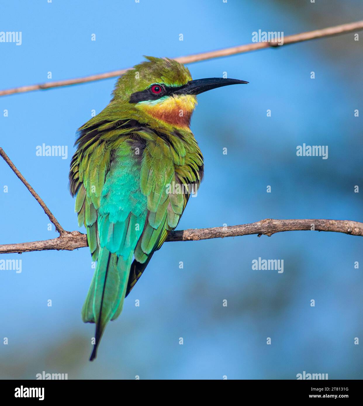 Blue Tailed Bee Eater Merops Philippinus With Beautiful Colours Blue