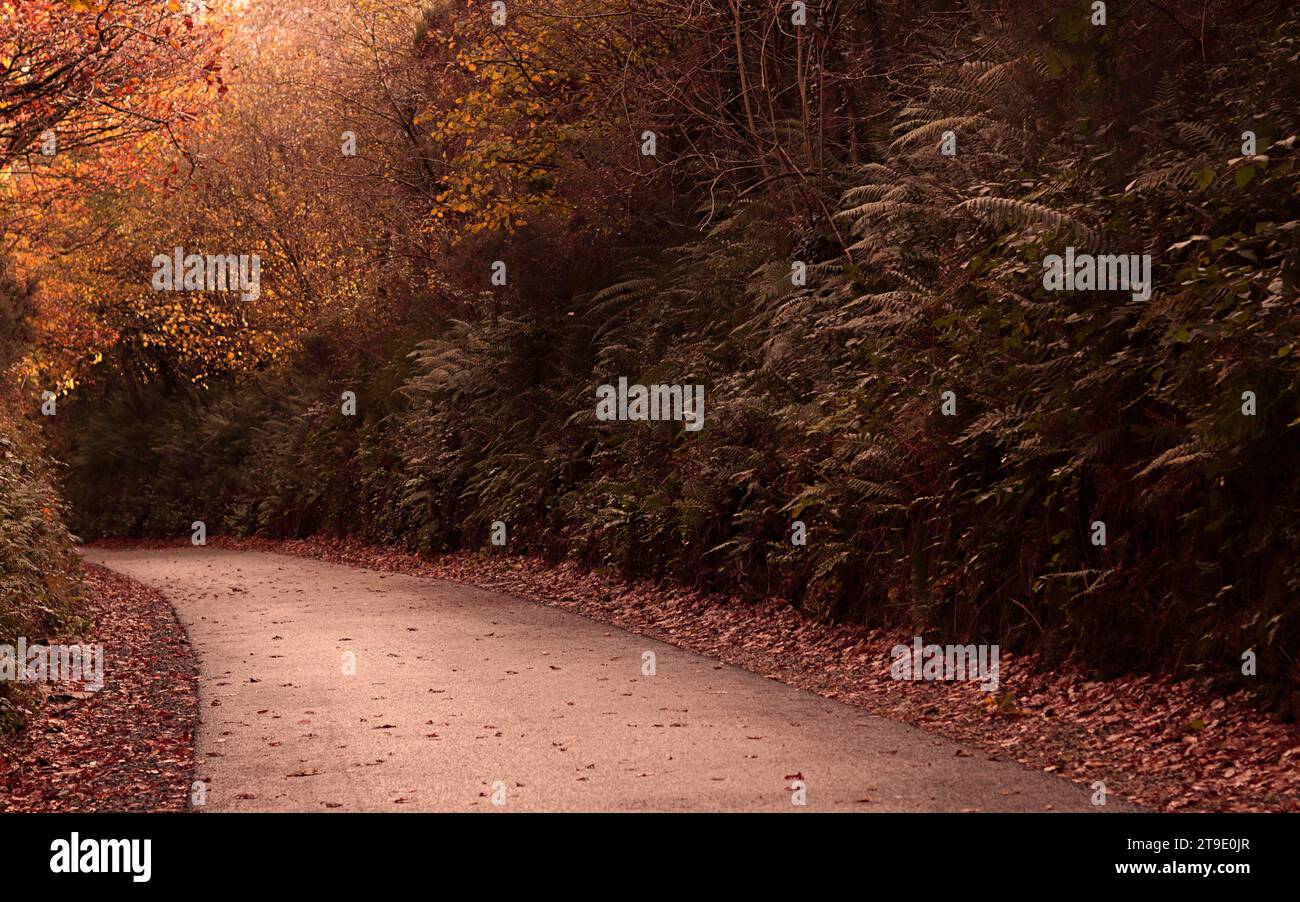 Autumn And Road Path With Orange And Yellow Leaves On Trees In Ireland