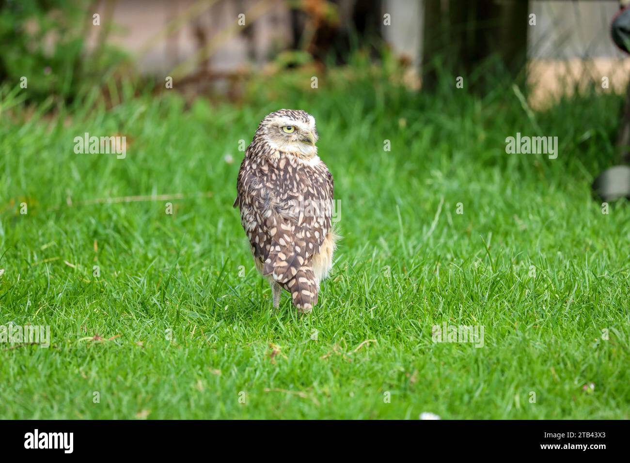 The Burrowing Owl Athene Cunicularia Also Called The Shoco During