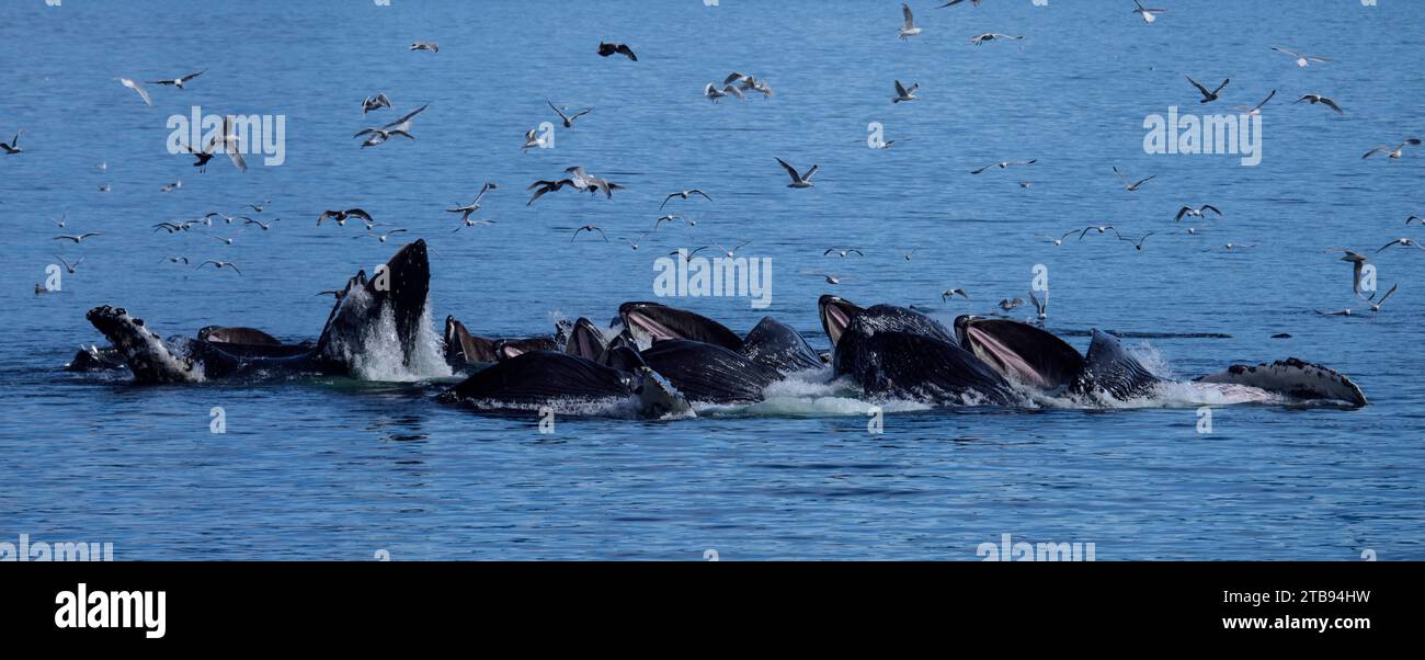 A Pod Of Humpback Whales Bubble Net Feeding In The Inside Passage Stock