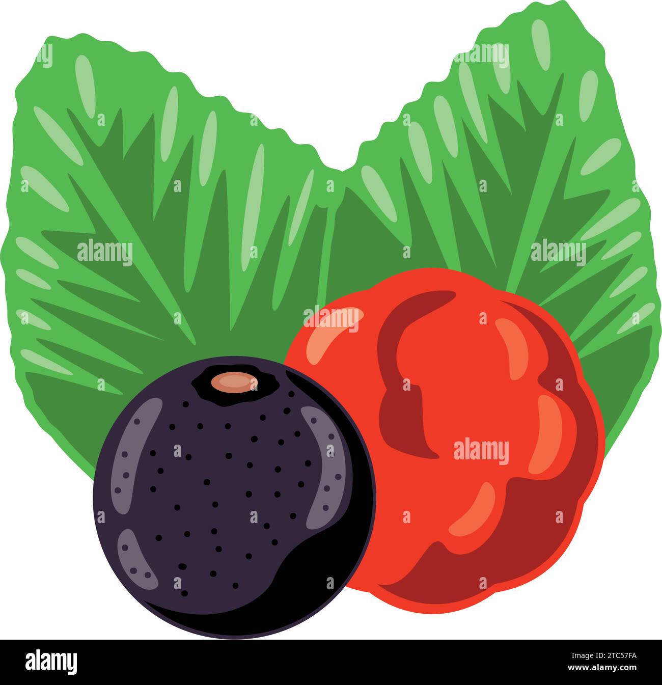 Fresh Acai Berries Stock Vector Images Alamy