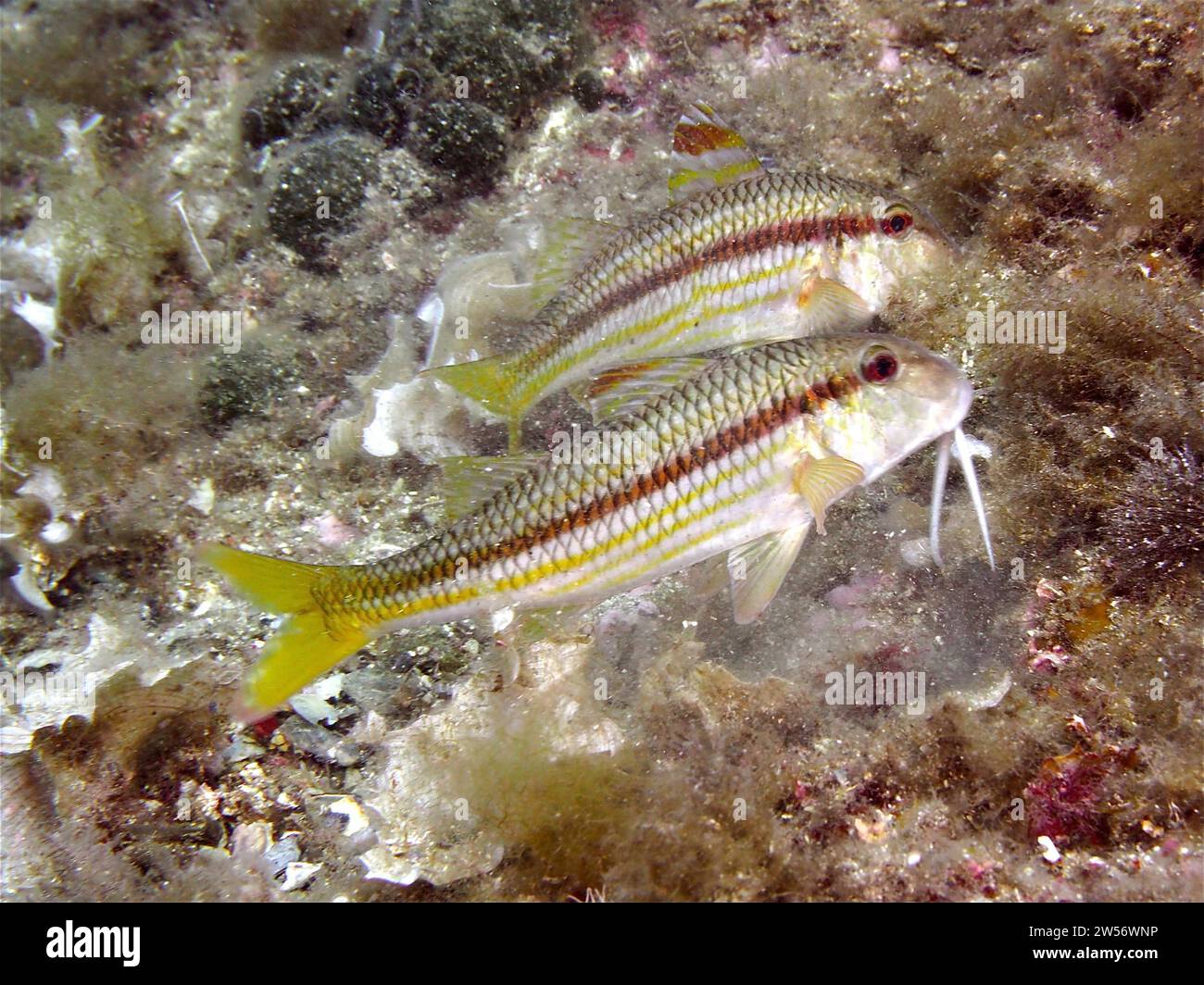 Two Specimens Of Striped Red Mullet Mullus Surmuletus Dive Site Cap