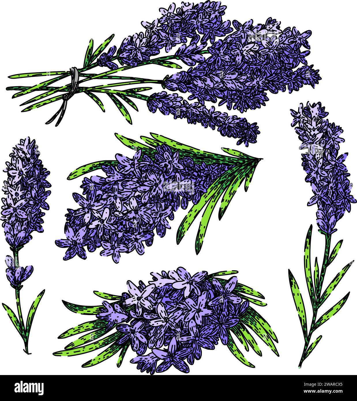 Lavender Set Sketch Hand Drawn Vector Stock Vector Image Art Alamy