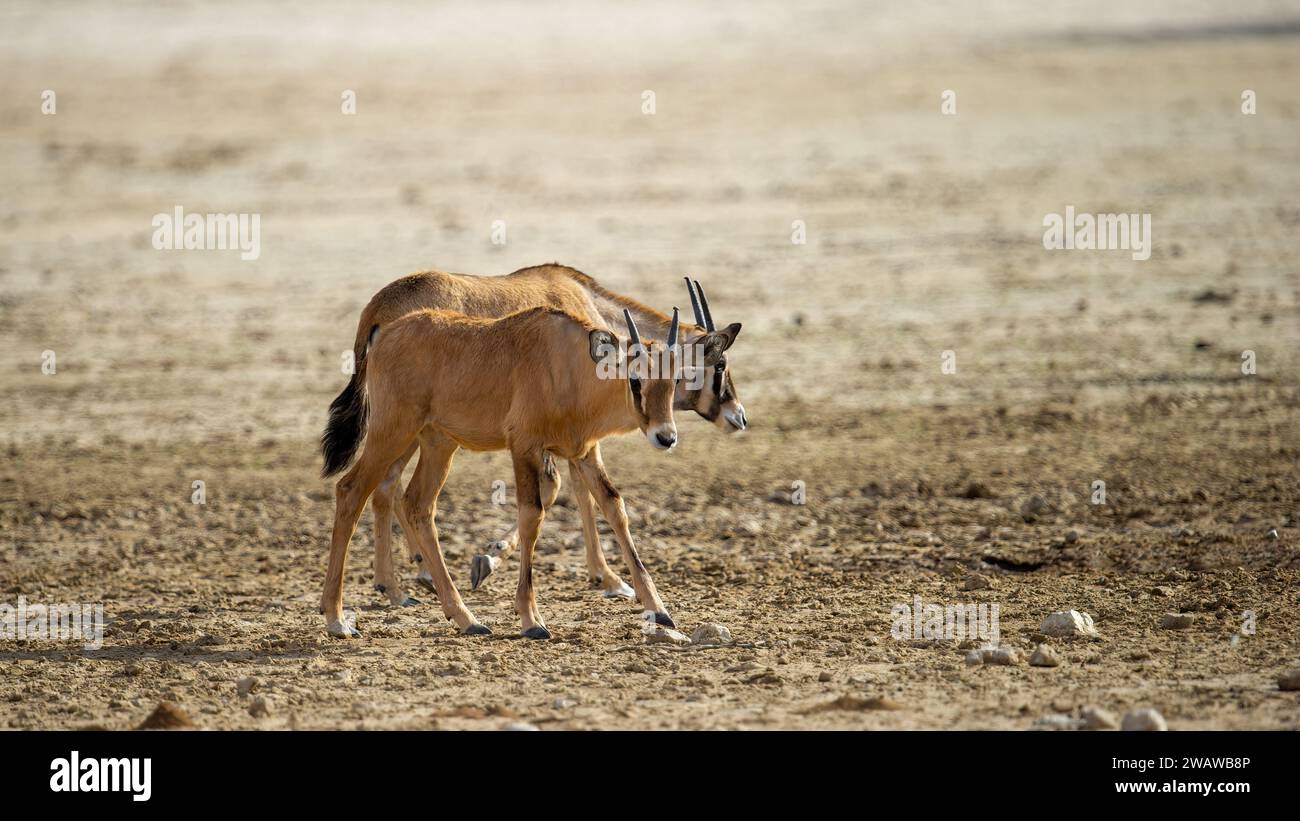 Gemsbok Oryx Gazella Kgalagadi Transfrontier Park South Africa Stock