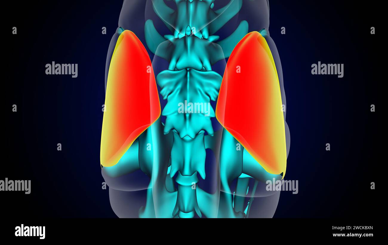 Gluteus Medius Muscle Lion Muscle Anatomy For Medical Concept D