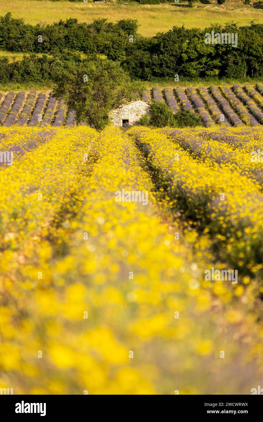 France Vaucluse Mont Ventoux Regional Natural Park Sault Cottage In