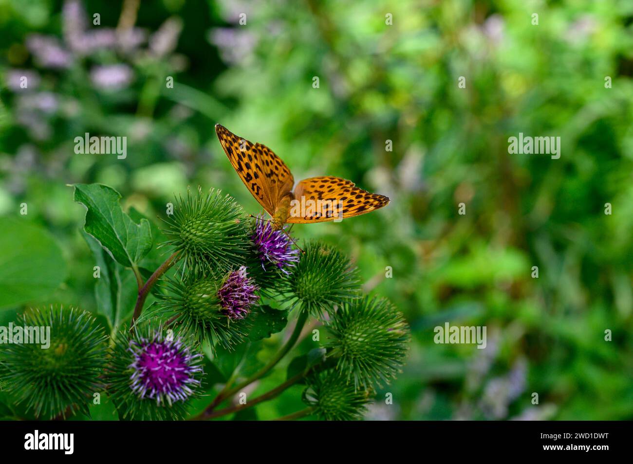 Schmetterling An Einer Bl Te Stock Photo Alamy