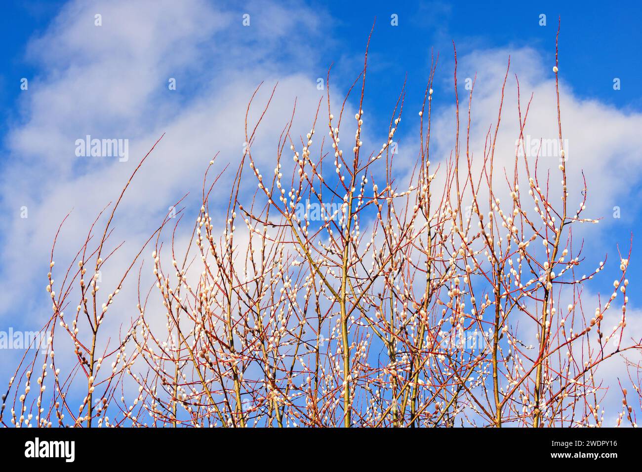 Early Spring With Budding Pussy Willows Stock Photo Alamy