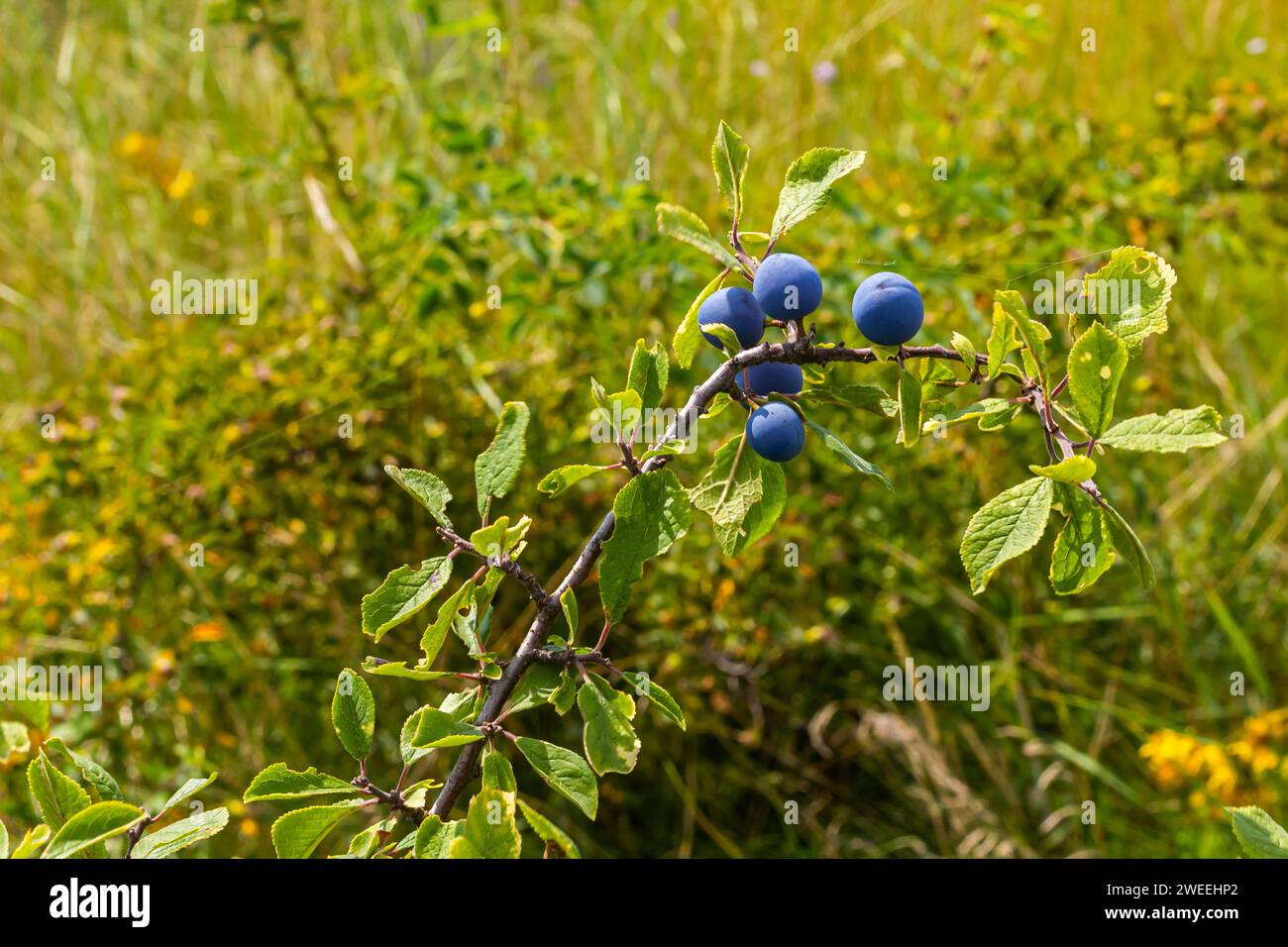 Blackthorn Prunus Spinosa Also Known As Blackthorn Stock Photo Alamy