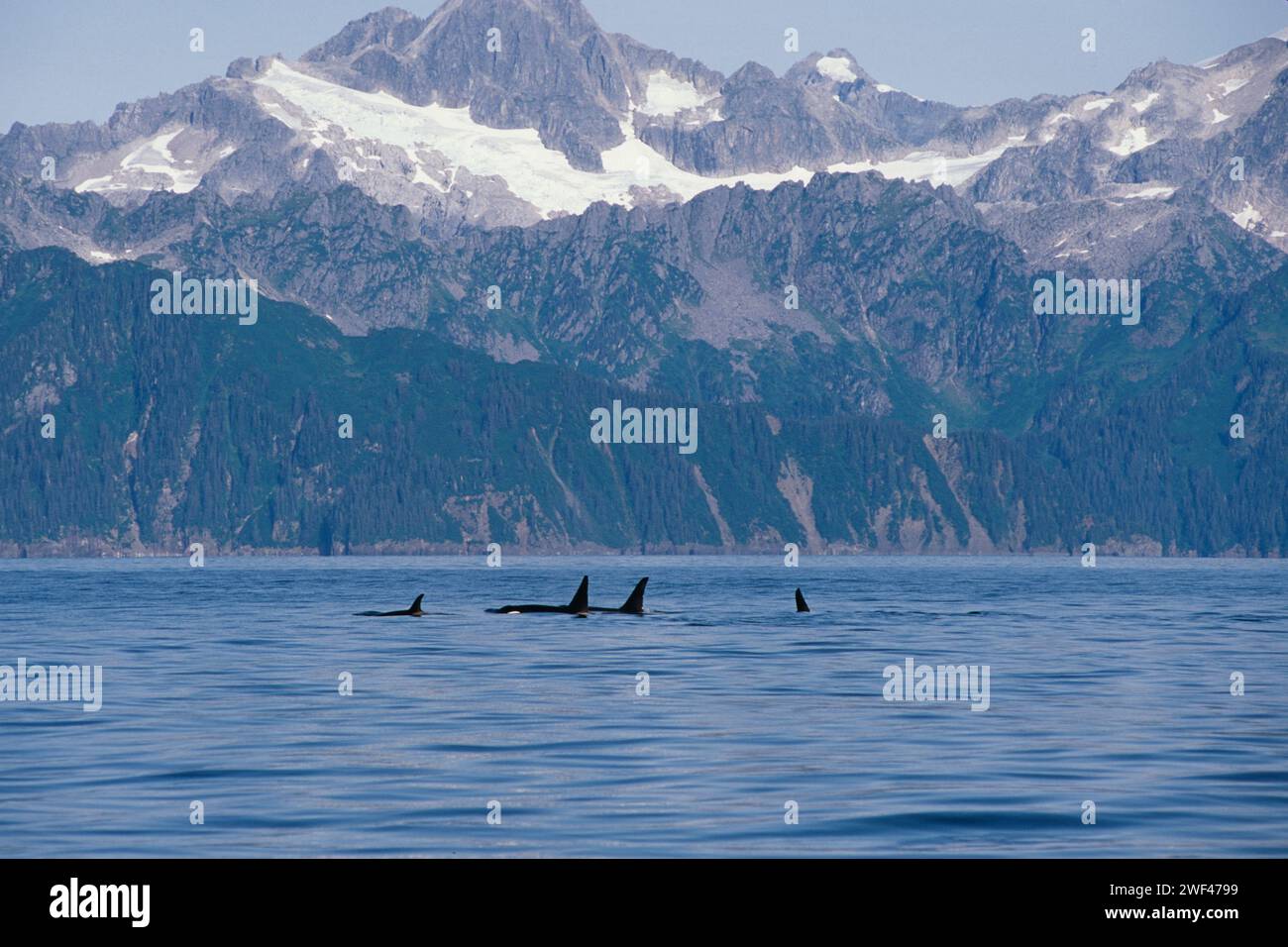 Killer Whale Orcas Orcinus Orca Pod In Kenai Fjords National Park