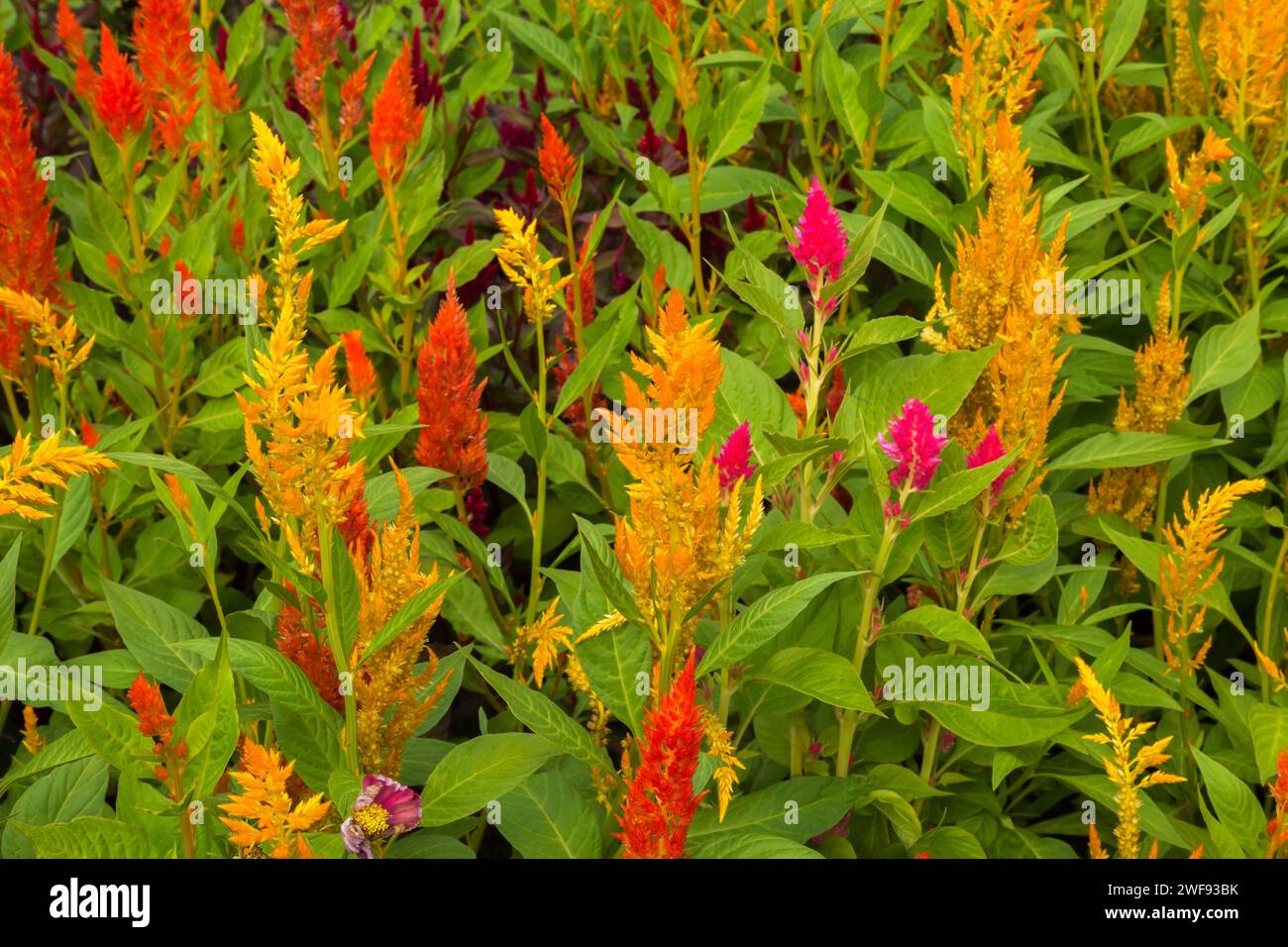 Plume Cockscomb Hi Res Stock Photography And Images Alamy