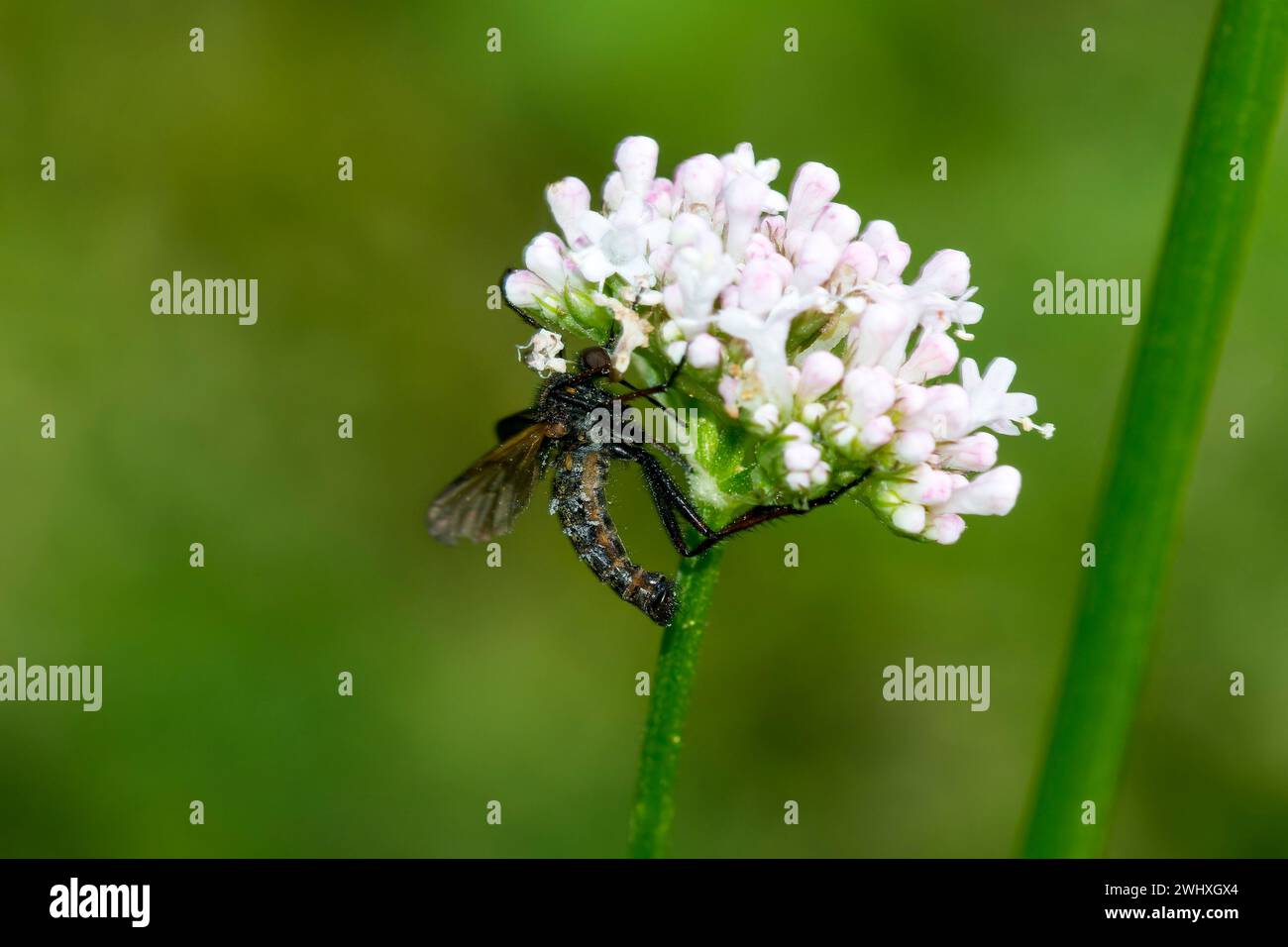 Entomophthorales Hi Res Stock Photography And Images Alamy