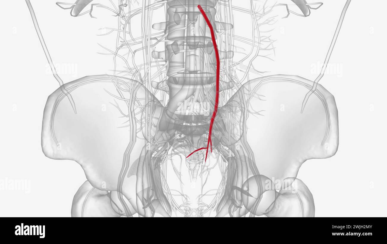 The Inferior Mesenteric Artery Arises From The Abdominal Aorta At The