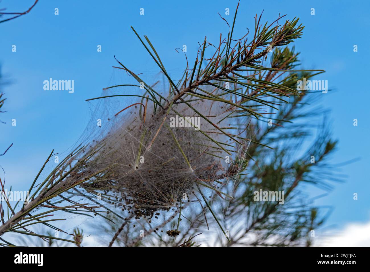 Winter Nest Of Processionary Caterpillars In A Pine Stock Photo Alamy