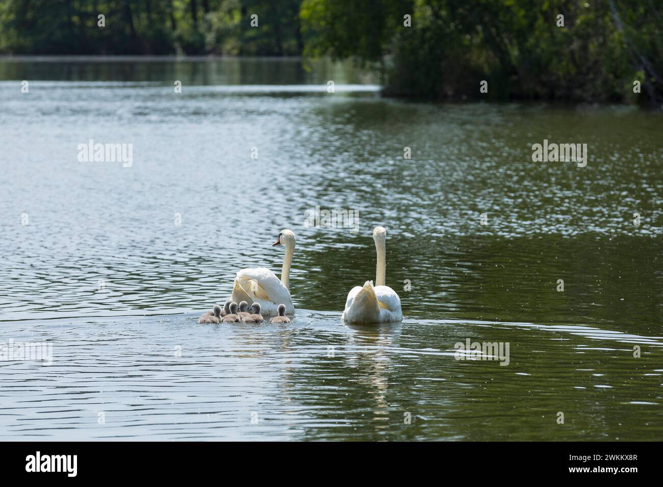 Schwanenfamilie vom Höckerschwan Cygnus olor mit Küken auf dem