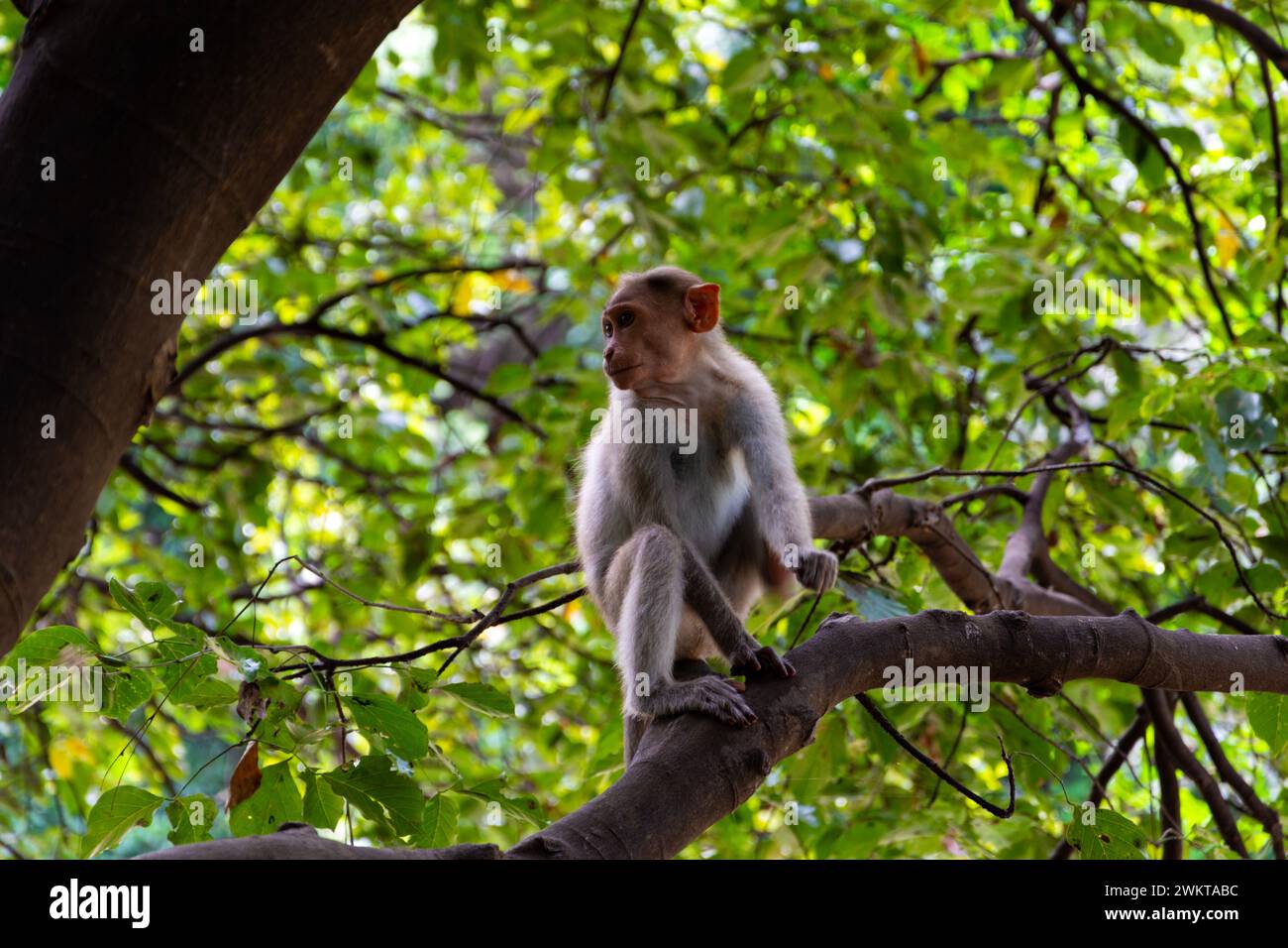 Monkeybanana Hi Res Stock Photography And Images Alamy