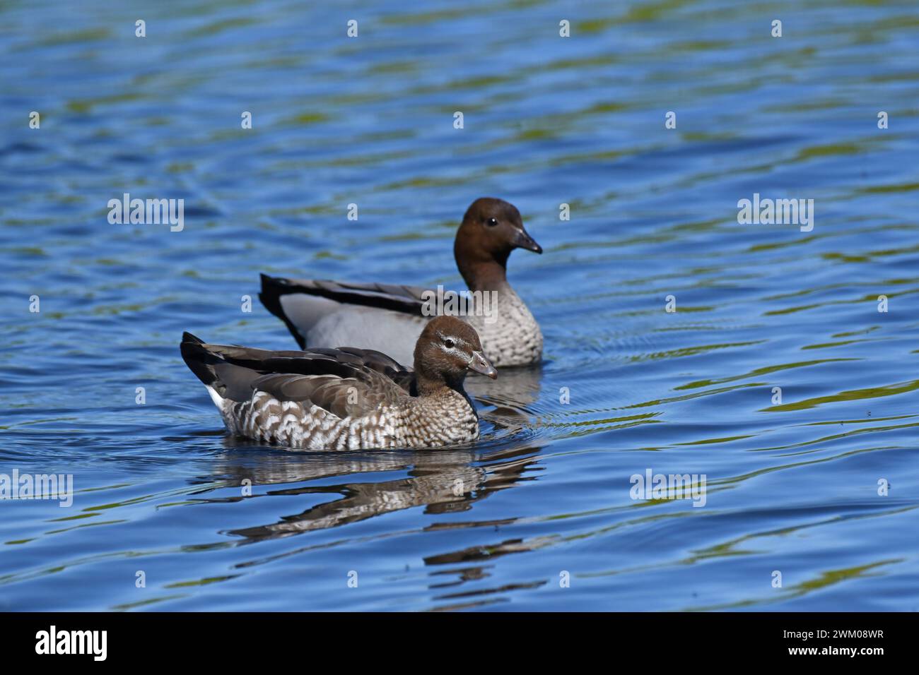 Adult Female Australian Wood Duck Chenonetta Jubata With The Male