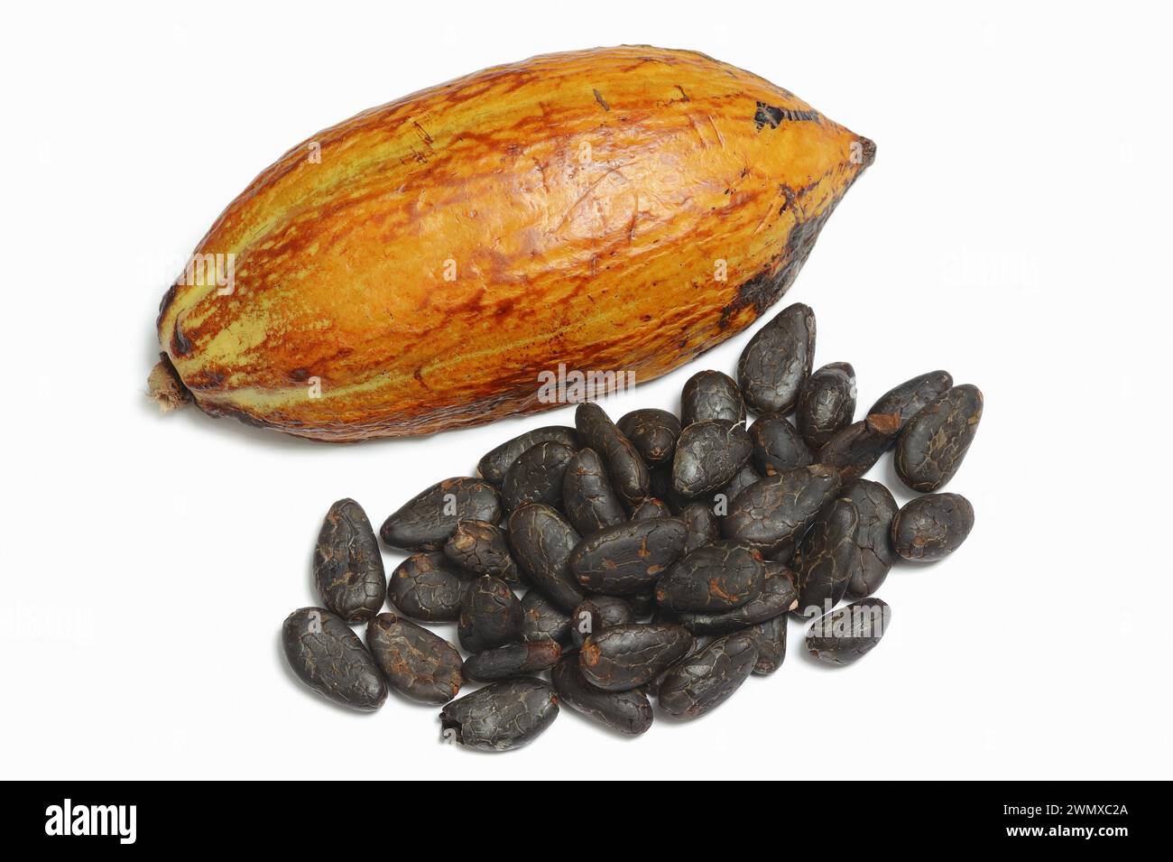 Cocoa Tree Theobroma Cacao Halved Cocoa Fruit With Cocoa Beans Stock