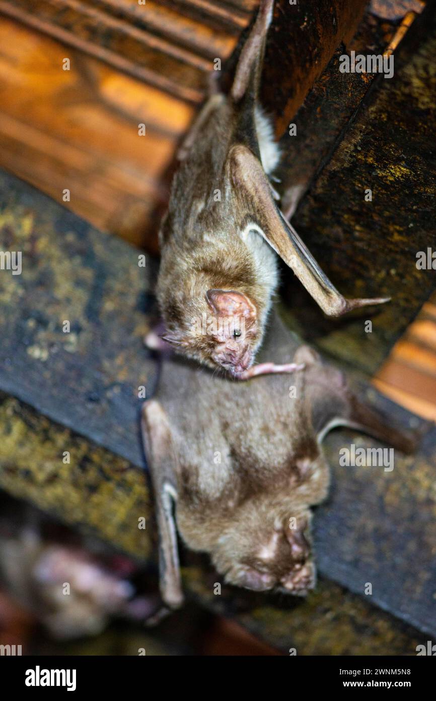 Common Vampire Bat Desmodus Rotundus Pantanal Brazil Stock Photo Alamy