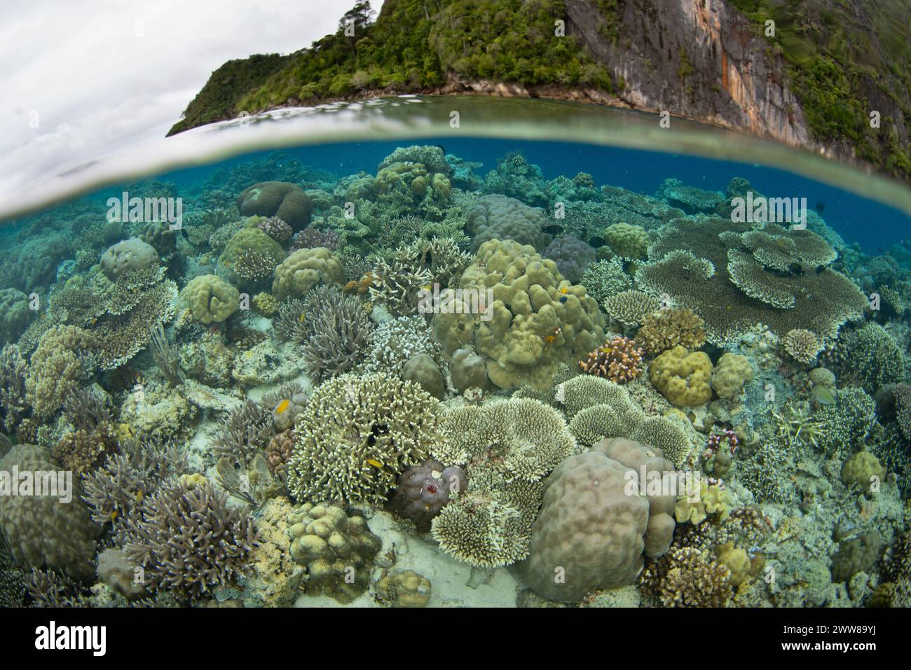 Corals Compete For Space To Grow On A Biodiverse Reef In Raja Ampat