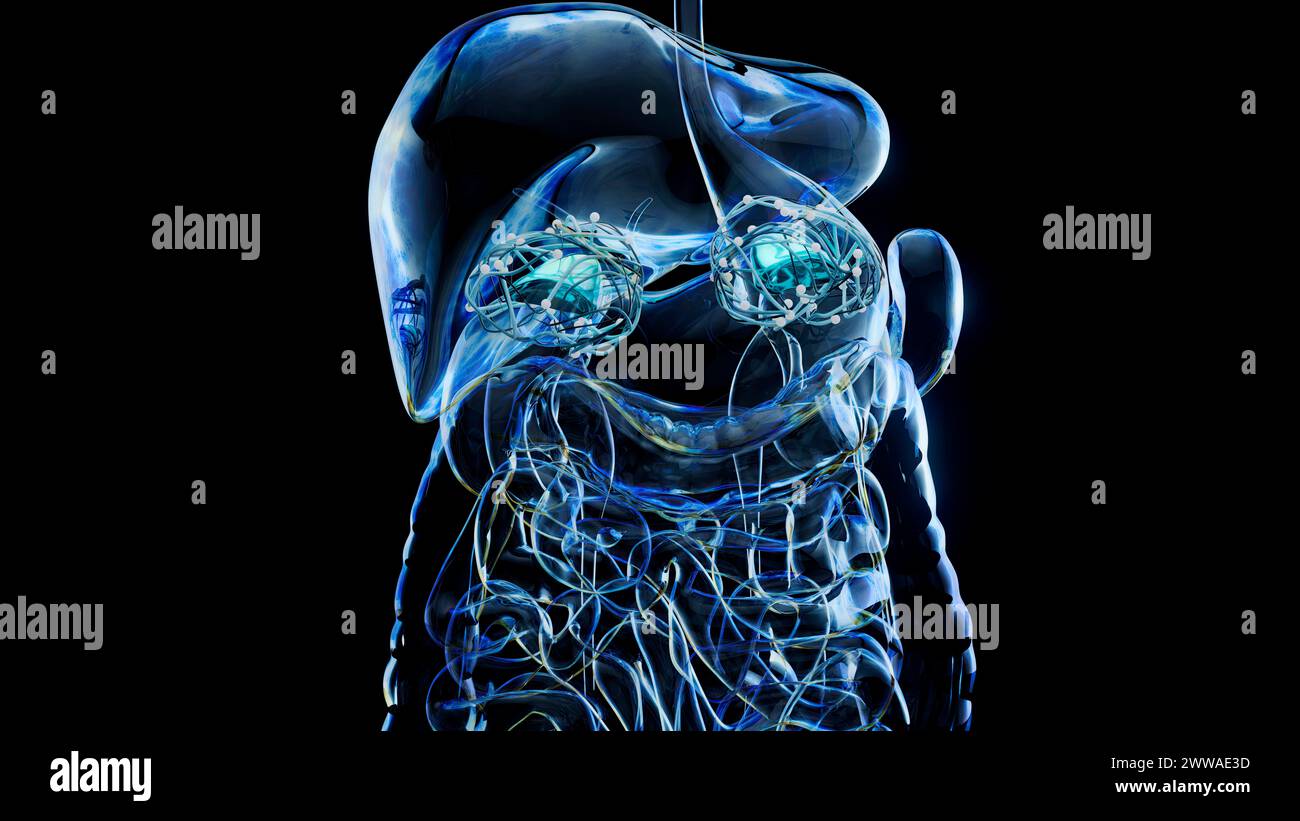 Adrenal Glands Illustration Stock Photo Alamy