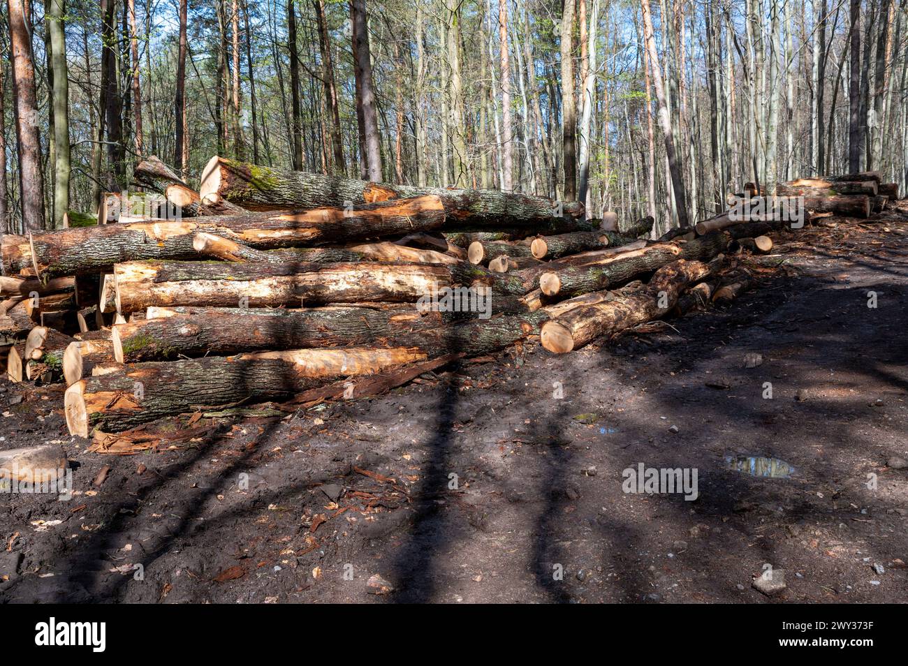 A Woodpile Of Chopped Lumber In The Forest A Big Pile Of Cut Down Oak