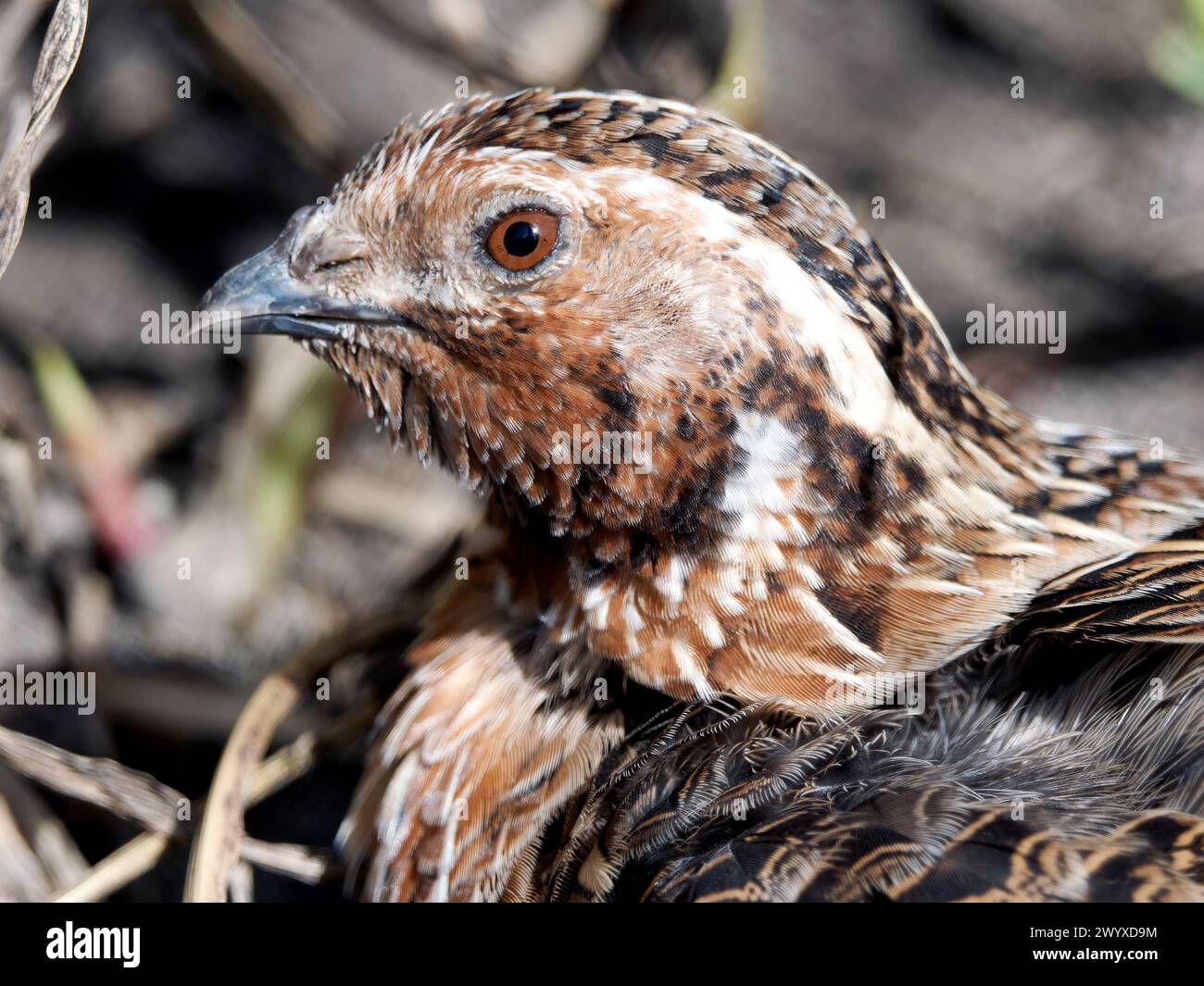 Common quail European quail Wachtel Caille des blés Coturnix