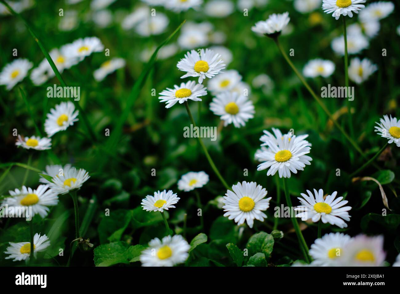 Wild Bellis Perennis Flowers White Blossoms With Yellow Center In The