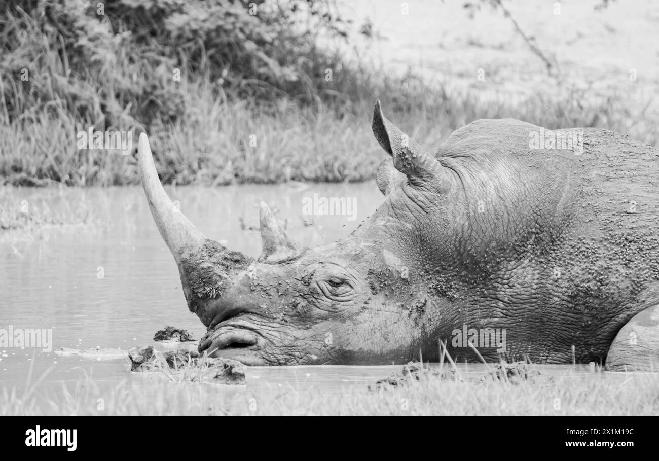 White Rhino At A Watering Hole In Southern African Savannah Stock Photo