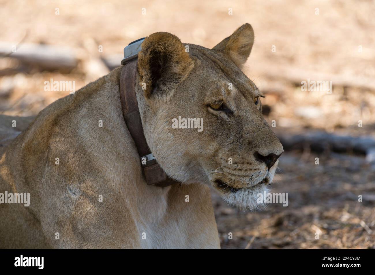 A Lioness Panthera Leo Wearing A Tracking Collar In Chobe National