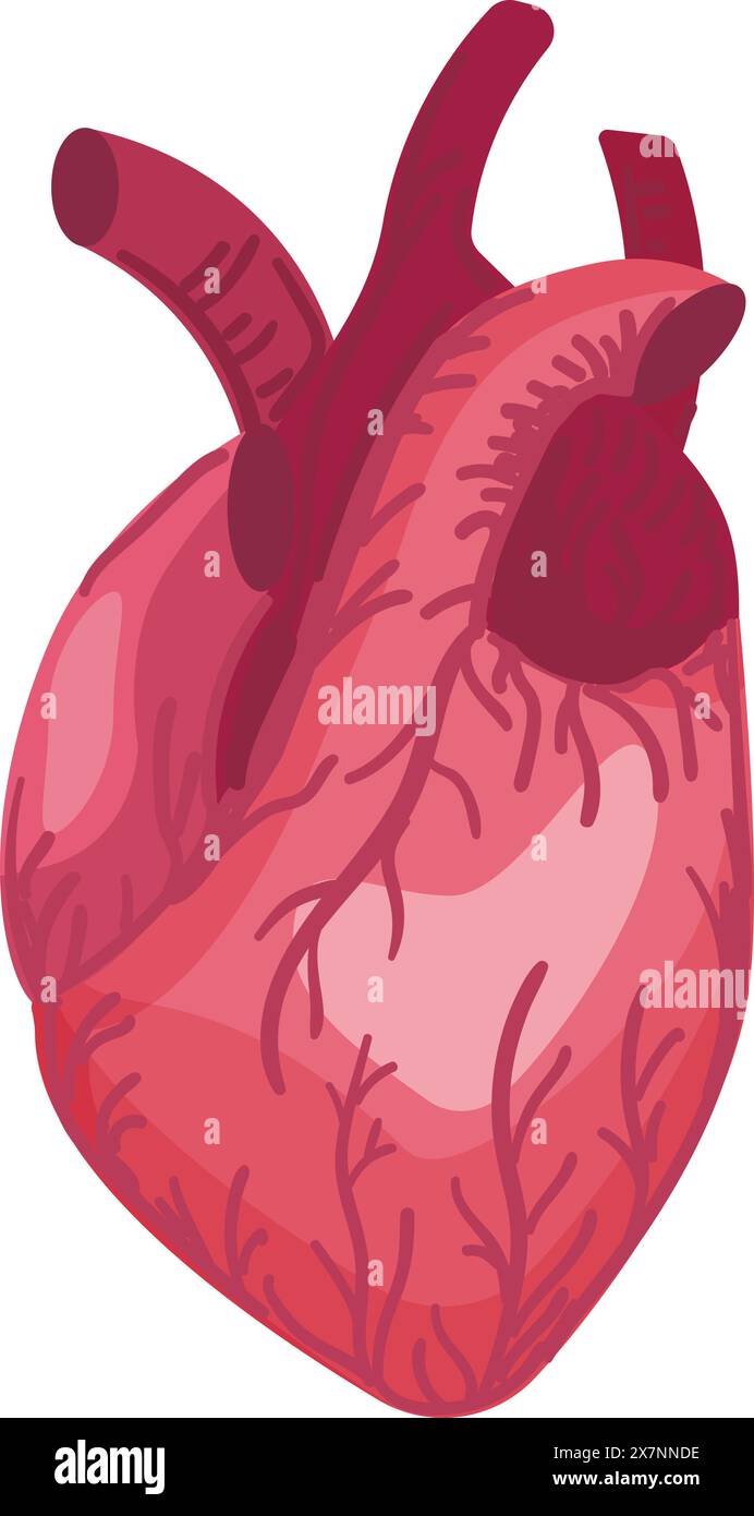 Detailed Vector Illustration Of A Human Heart Isolated On A White