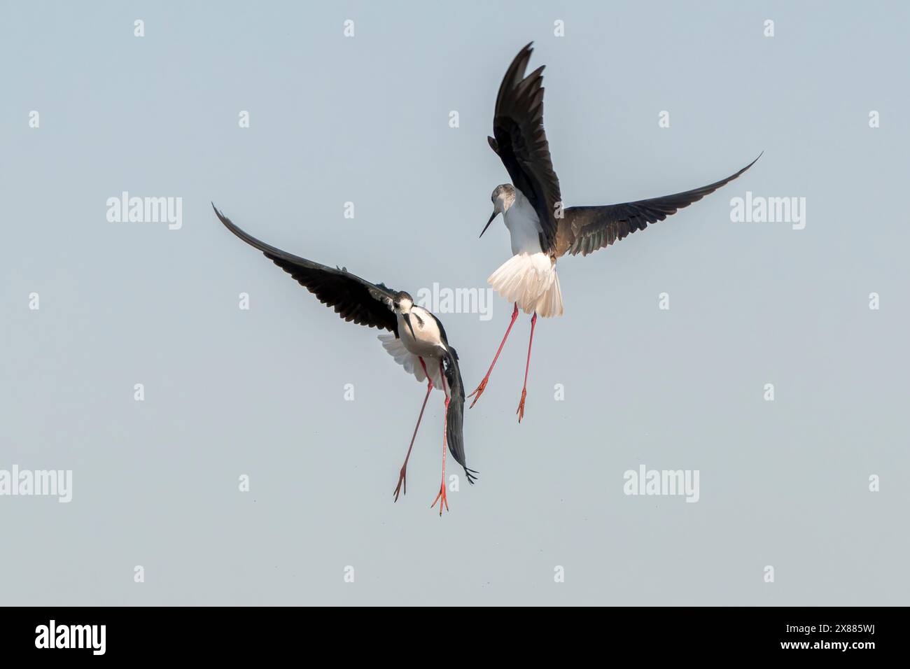 Black Winged Stilt Himantopus Himantopus Two Adults Fighting While