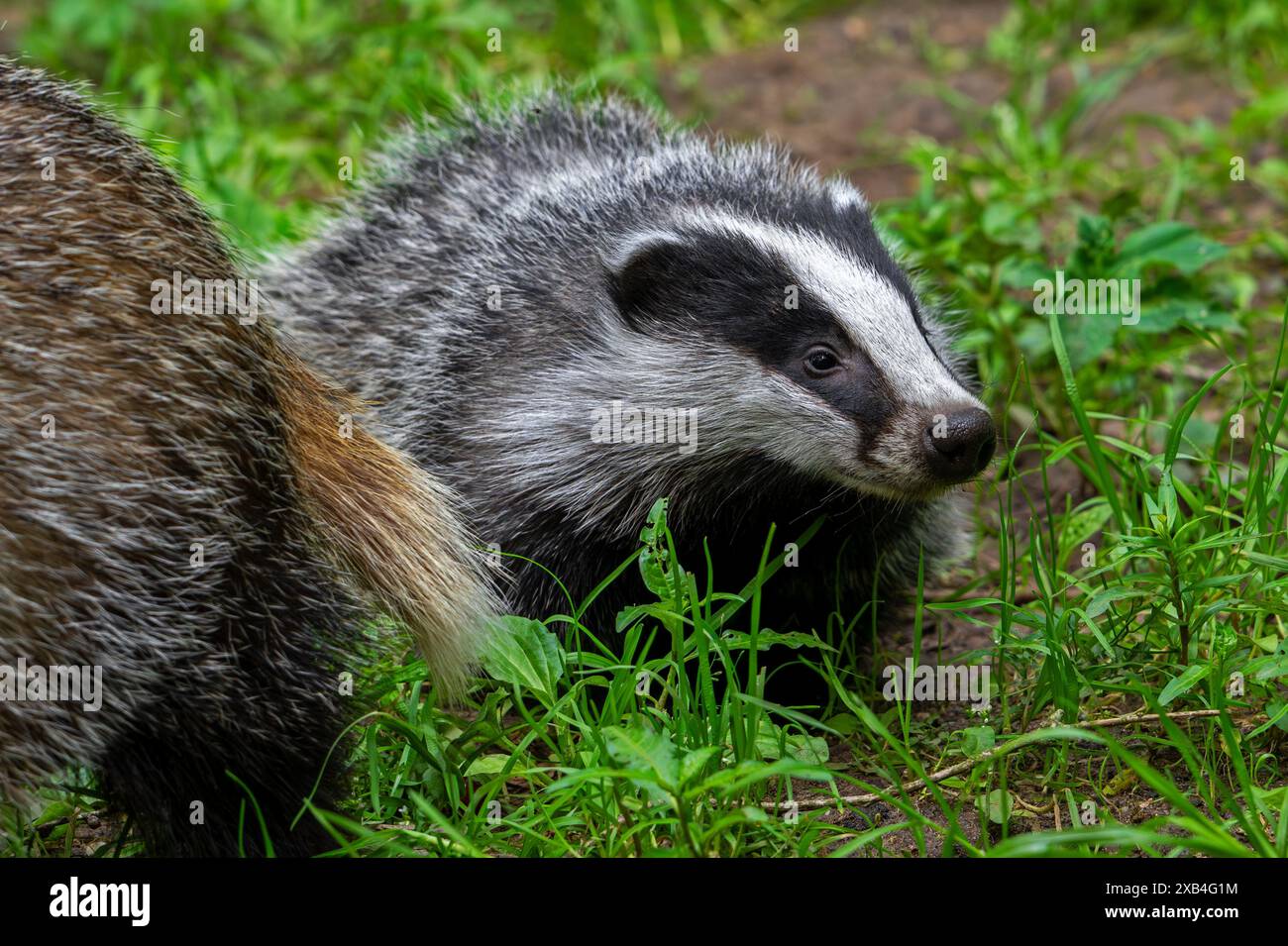 European Badger Meles Meles Close Up Of Four Months Old Cub